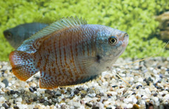 Trichogaster Lalius Neon L Dwerggoerami Neon