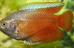 Trichogaster Lalius Red Dwerggoerami Rood