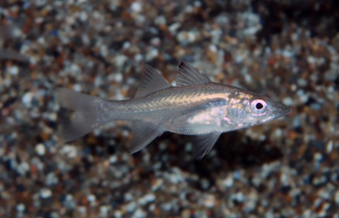 Centropomus Ensiferus S Swordspine Snook