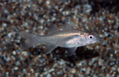 Centropomus Ensiferus S Swordspine Snook