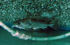 Nemadoras Humeralis L Humeralis Meerval
