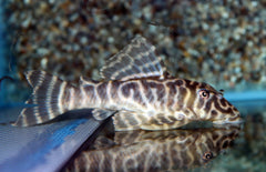 L502 Peckoltia Sp L L502 Sipaliwini Tiger Pleco