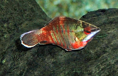Spaerichthys Vaillanti