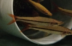Pseudanos Winterbottomi L Chocolade Kopstaander