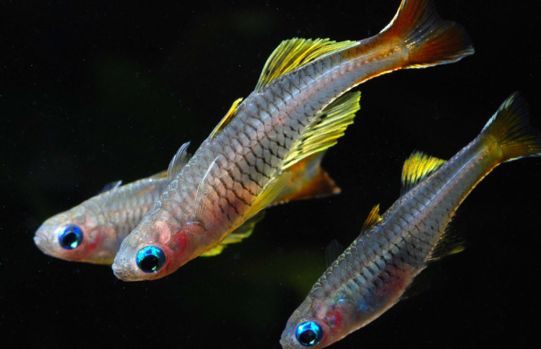 Pseudomugil Ivantsoffi M Regenboogvis Ivantsoffi
