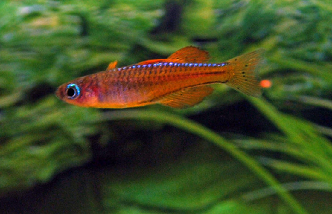 Pseudomugil Luminatus M Neon Rood Regenboogvis
