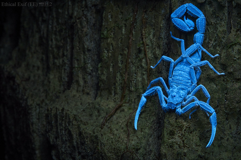 ZooMed creatures black light 5W