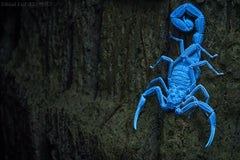 ZooMed creatures black light 5W
