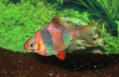 Puntigrus Tetrazona Gold-blue M Goud-Blauw Sumatraan