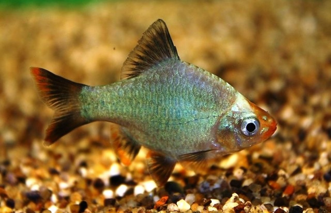 Puntigrus tetrazona Cobalt M Cobalt Sumatraan