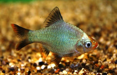 Puntigrus Tetrazona Cobalt M Cobalt Sumatraan