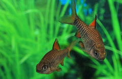 Oliotius Oligolepis M Eilandbarbeel