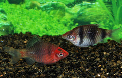 Pethia Nigrofasciata M Purperkopbarbeel