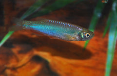 Brachydanio Albolineatus M Blauwe Danio