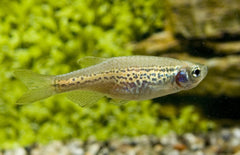 Danio Rerio Frankei Luipaarddanio