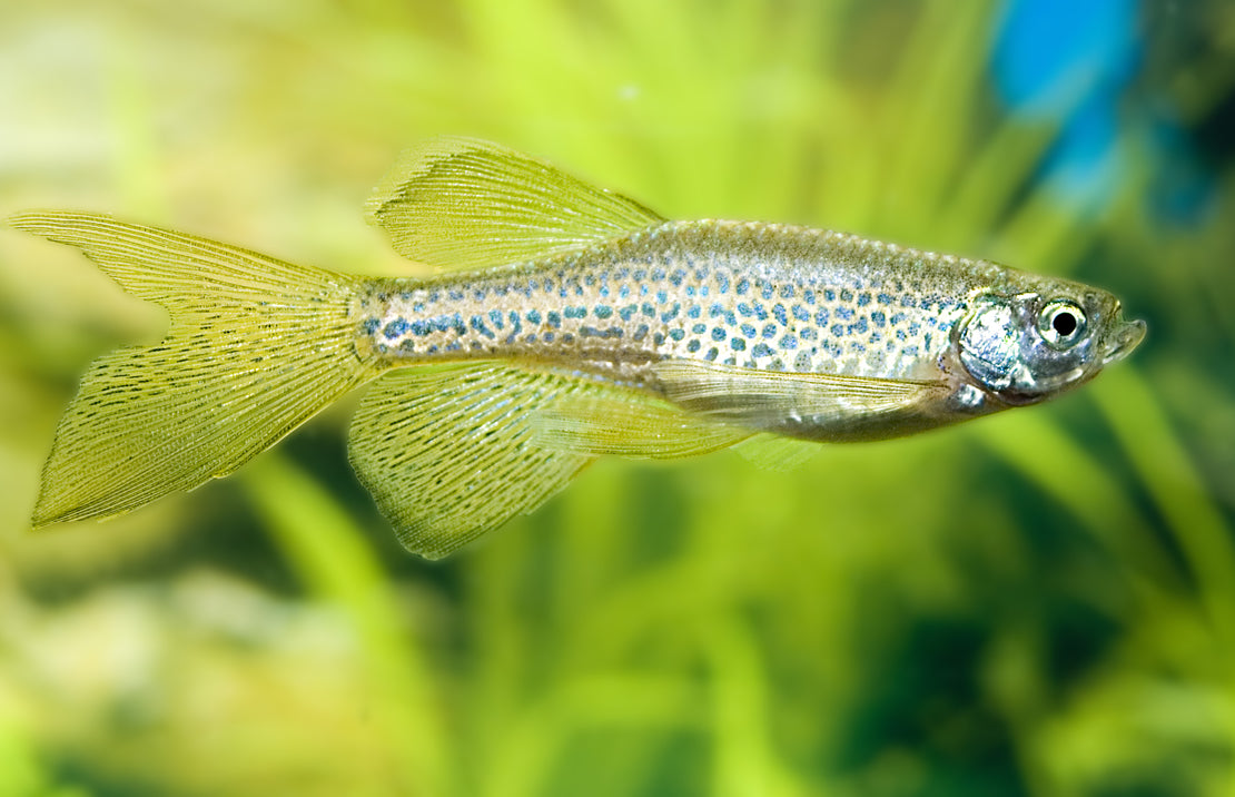 Danio Rerio Frankei Longfin M Luipaarddanio Sluier
