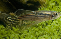 Brachydanio Rerio sluier Zebradanio Sluier