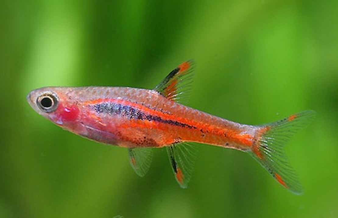 Boraras brigittae