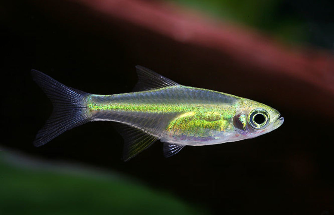 Microdevario kubotai M Groene Rasbora