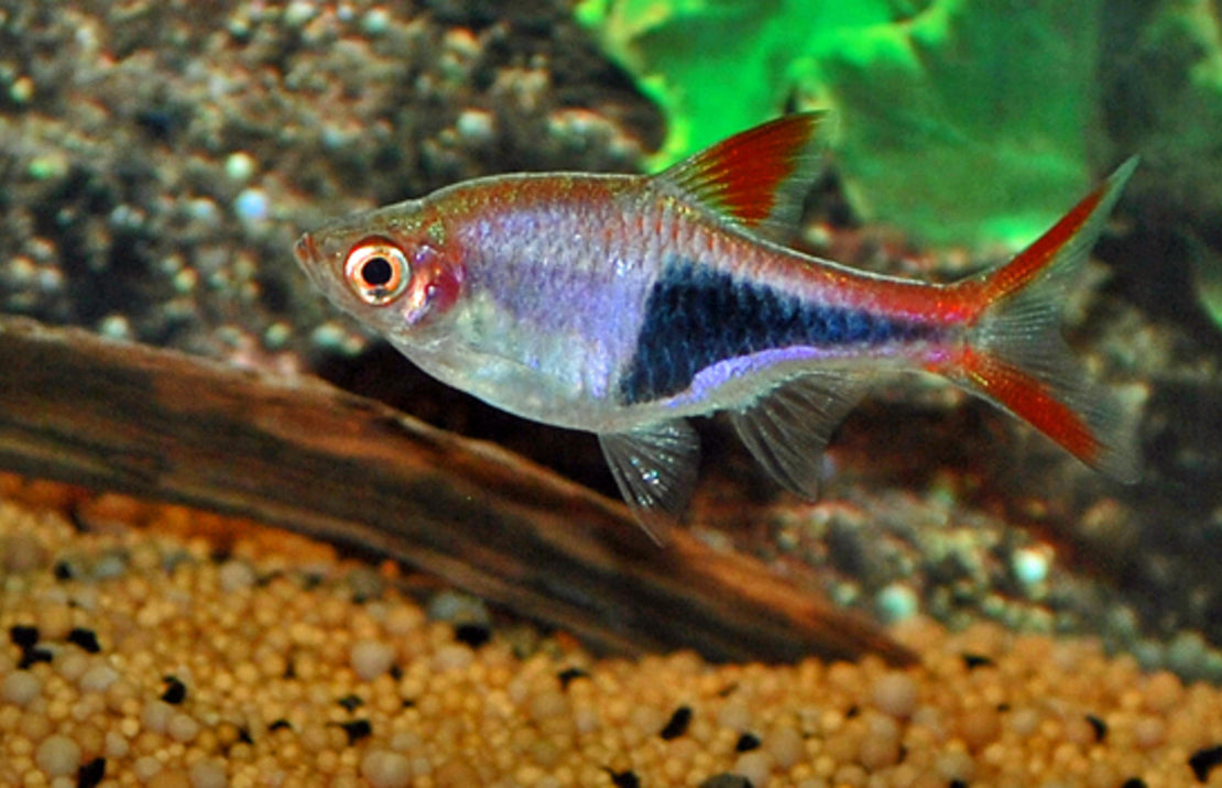 Trigonostigma heteromorpha Kegelvlekbarbeel
