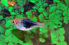 Trigonostigma Heteromorpha Blue M Kegelvlekbarbeel Blauw