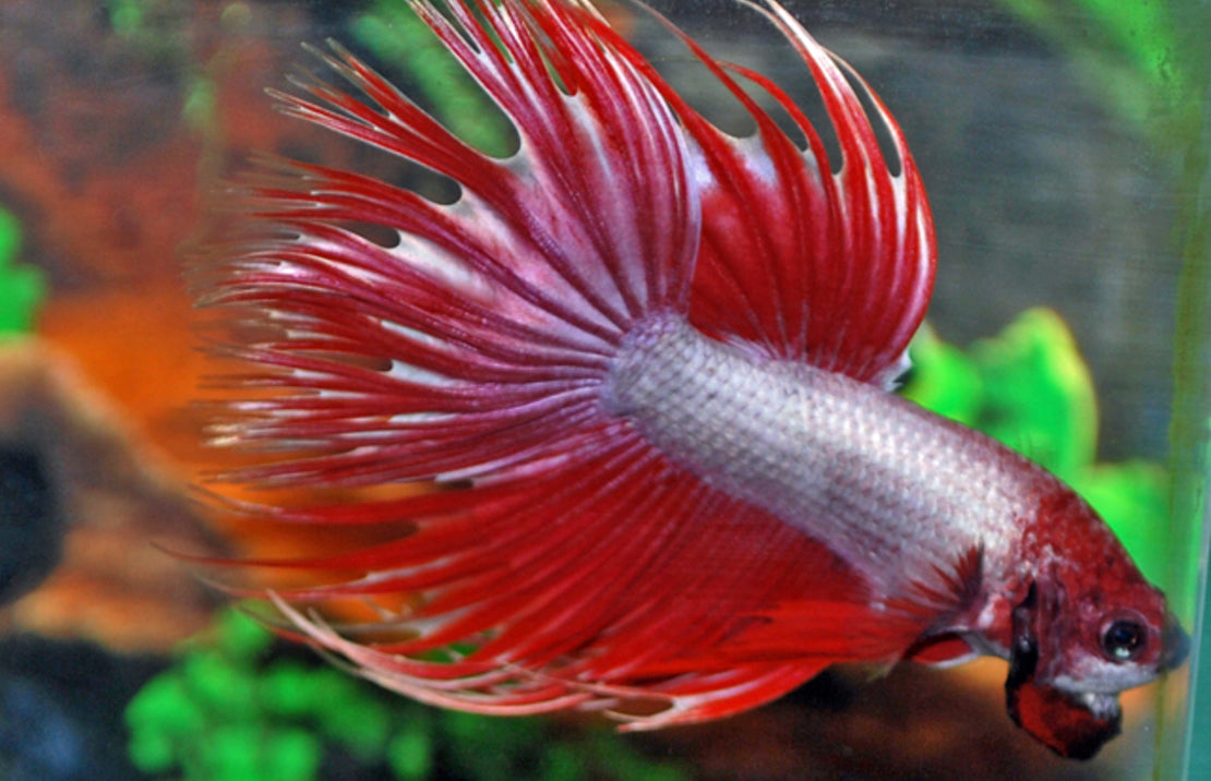 Betta Splendens Crowntail Man Paars - Rose