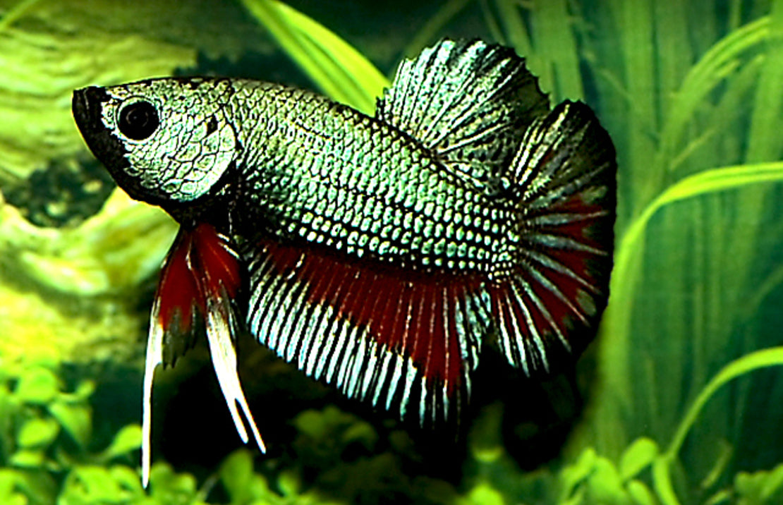 betta splendens kempvis dragon