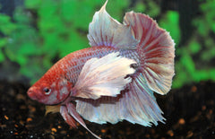 Betta Splendens Betta Dumbo Ear Man