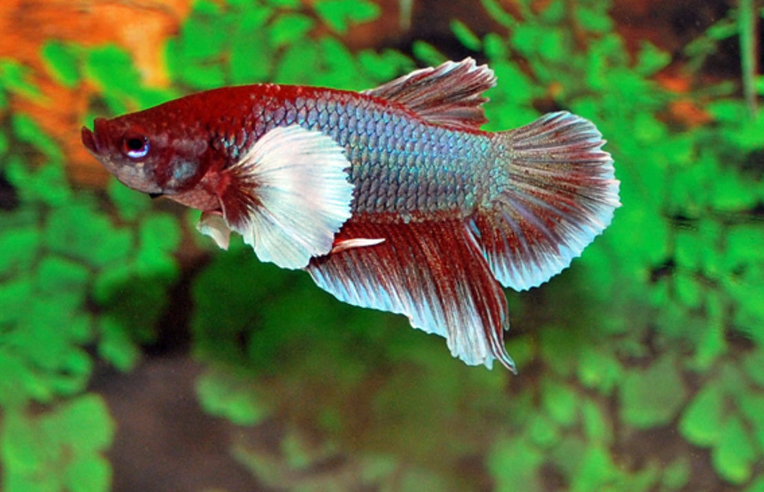 Betta Splendens Dumbo Ear Female M Kempvis Dumbo Ear Vrouw