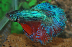 Betta Rosetail