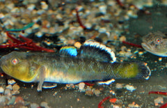 Chlamydogobius Eremius Woestijngrondel