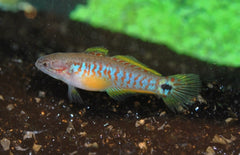 Tateurndina Ocellicauda M Pauwooggrondel