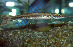Boulengerella Maculata L Snoekzalm Maculata