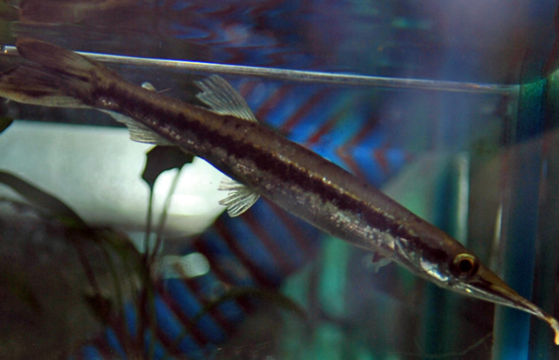 Boulengerella Maculata L Snoekzalm Maculata