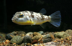 Chelonodon Patoca S Kogelvis Patoca