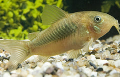 Corydoras Aeneus M Bronzen Pantsermeerval