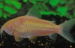 Corydoras Aeneus Albino