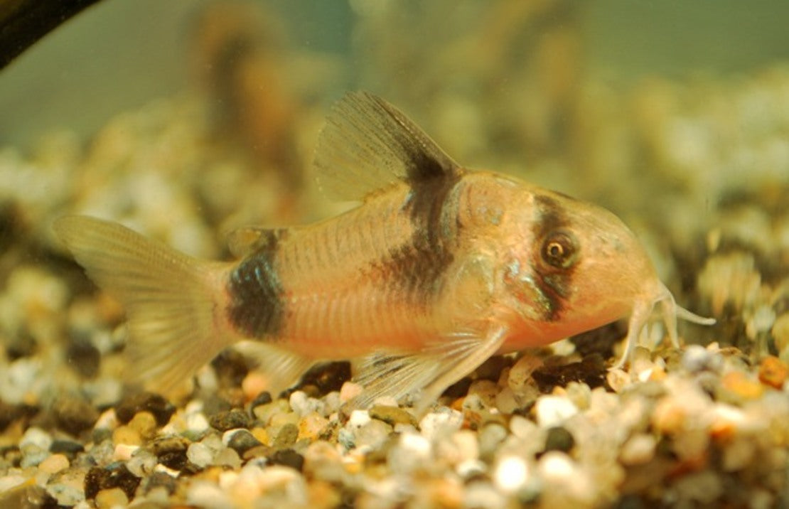 Corydoras Weitzmani M Pantsermeerval Weitzmani