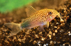 Corydoras Similis