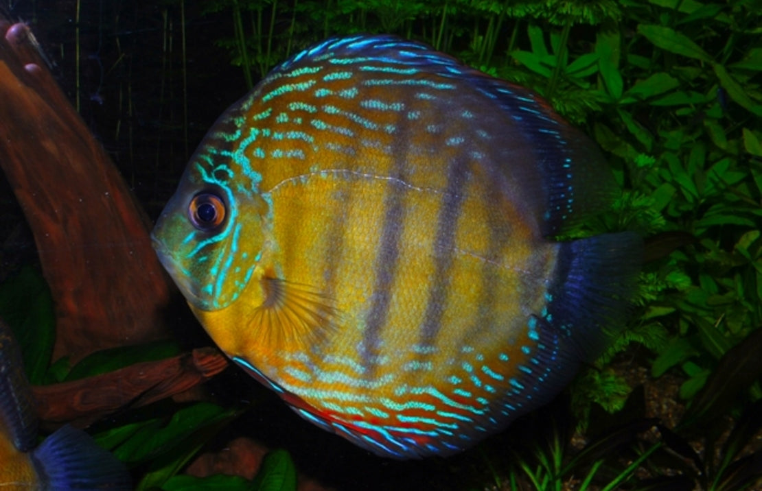 S. Aequifasciatus Manacapuru XL Blauwe Discus Manacupuru