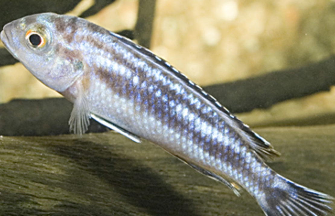 Melanochromis Maingano
