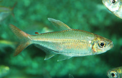 Moenkhausia Hemigrammoides  L Signaaltetra
