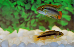 Apistogramma Agassizii Red-gold