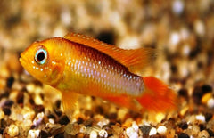 Apistogramma Agassizii Fire Fish M Gele Dwergcichlide Fire Fish