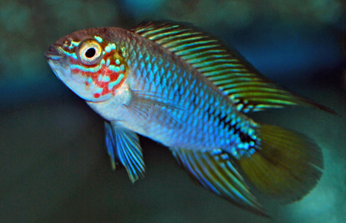 Apistogramma Sp. Opal M