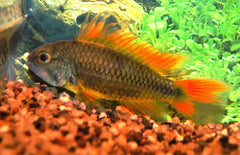 Apistogramma Cacatuoides Orange