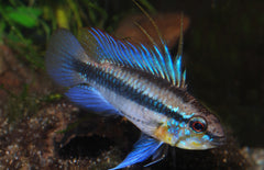 Apistogramma Trifasciata Dwergcichlide Zuid amerika
