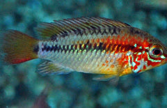 Apistogramma Viejita