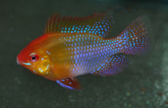 Mikrogeophagus Ramirezi Gold M Antennebaarsje Goud