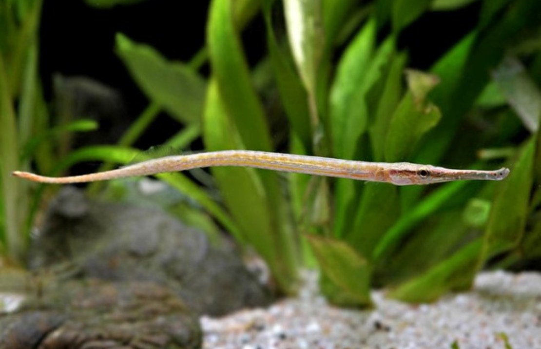 Microphis Brachyurus M Kortstaartbuisvis